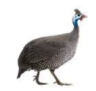 screenshot 2025 08 12 at 09 18 08 picsart aiimageenhancer removebg preview